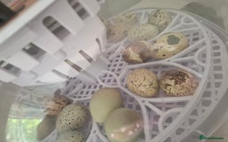 Quail poultry for sale: ✨ Quail Hatching Eggs & Chicks Coturnix & Button ✨ - Image 1