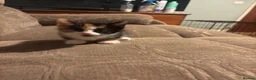 Mixed Breed cats for sale: 3 beautiful babies left in Milton Keynes - Advert 5