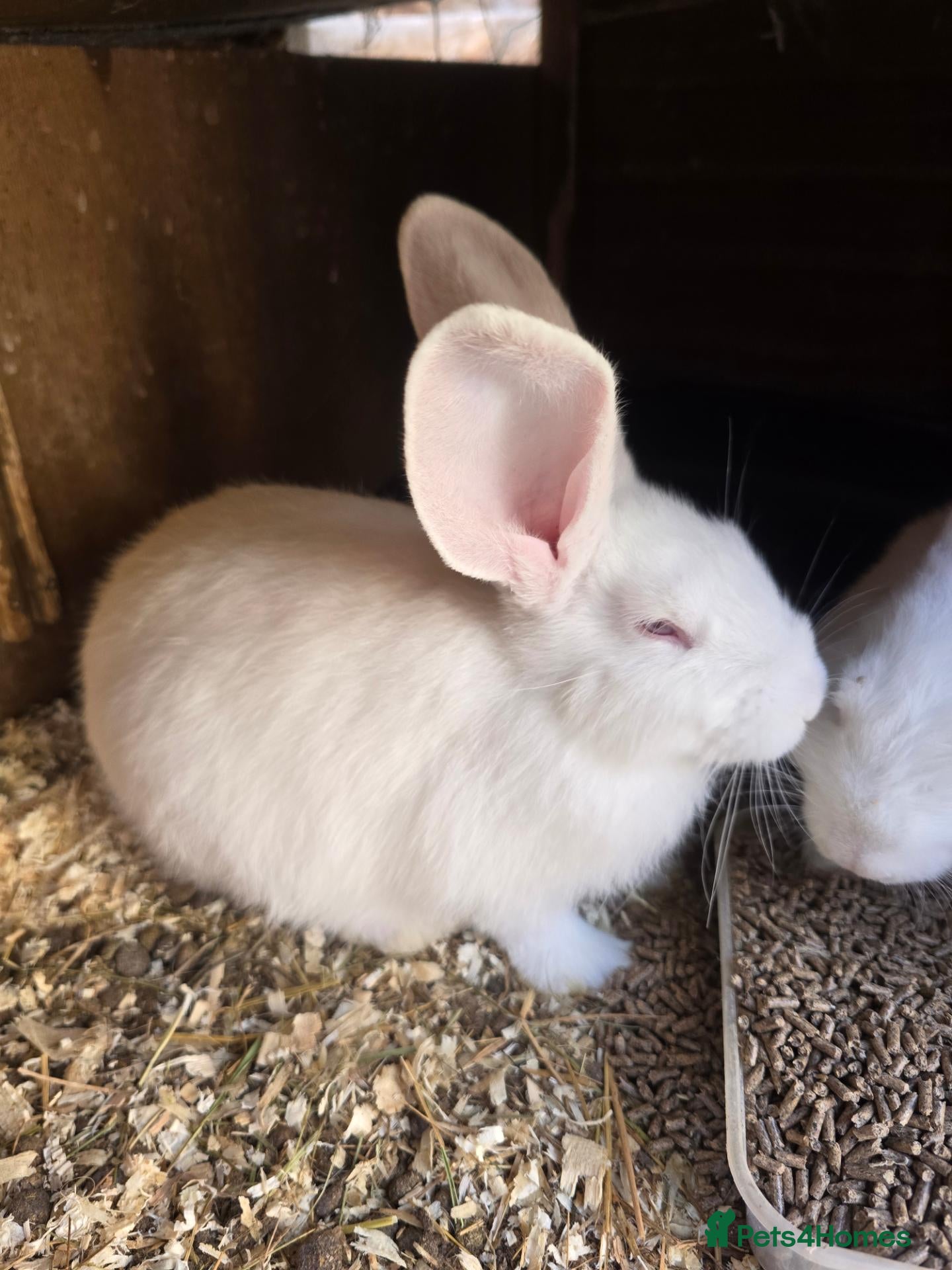 Continental Giant rabbits Continental Giant Rabbit Kits Bookings Now Open 🐰 - Advert 2