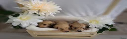 Miniature Dachshund dogs for sale: **One boy left**Cream miniature dachshunds - Advert 21