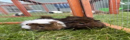 Guinea Pig rodents for sale: Baby Guinea pigs! - Advert 1