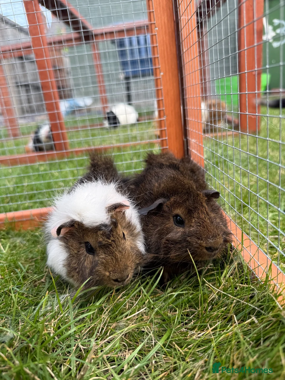 Guinea Pig rodents for sale: Baby Guinea pigs! - Advert 1