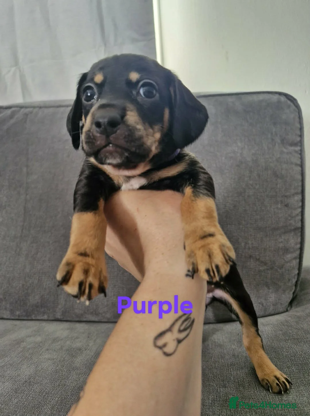 Mixed Breed dogs for sale: Docker  - Advert 2