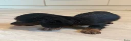 Miniature Dachshund dogs for sale: Miniature Dachshund long haired (KC REG) - Advert 5