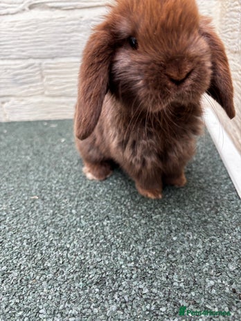 Mini Lop Rabbit Cost Lop Rabbits for sale | Pets4Homes