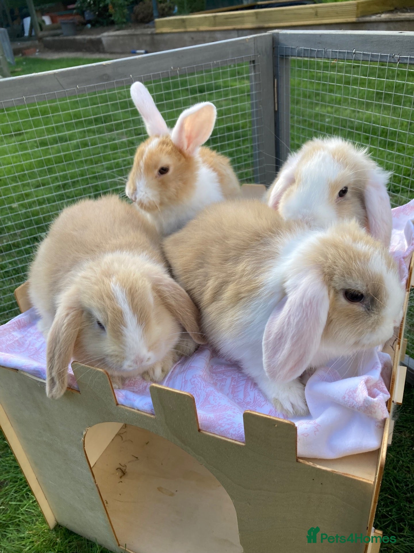 Mini Lop rabbits Adorable mini lops - Advert 1