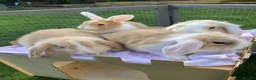 Mini Lop rabbits for sale: Adorable mini lops - Advert 1