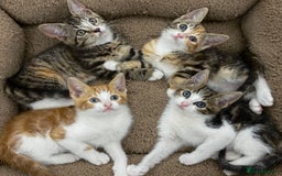 Mixed Breed cats for sale: GORGEOUS KITTENS  - Image 6