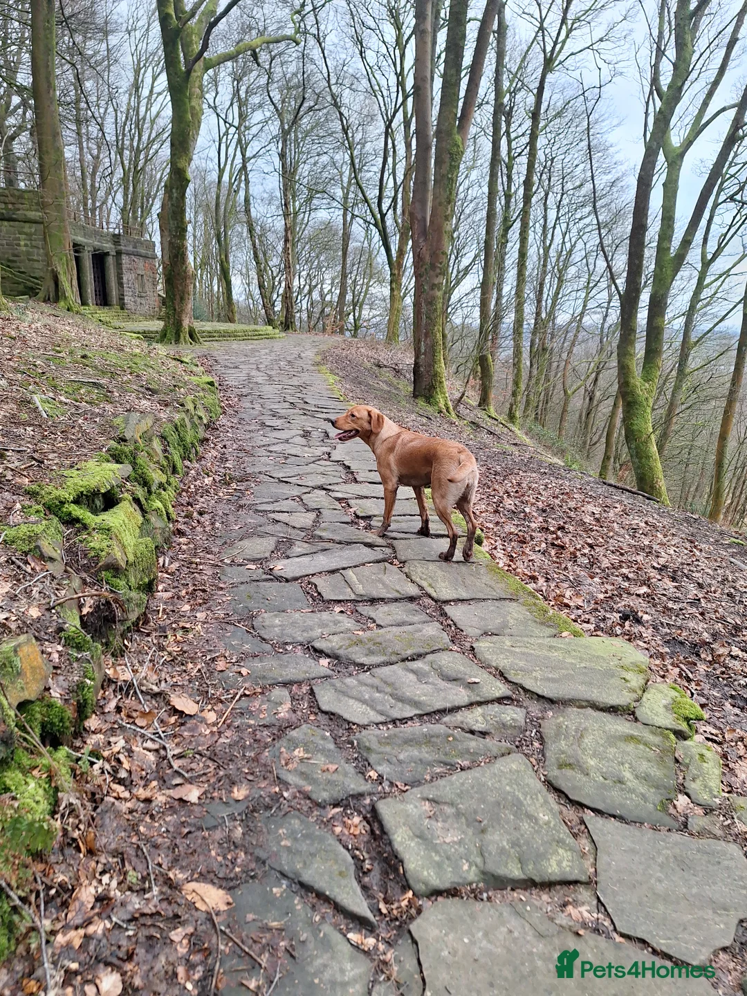 Labrador Retriever dogs for sale: Labrador Bitch 8 months old - Advert 10