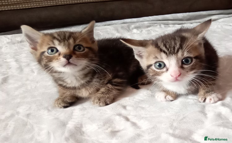 Mixed Breed cats - Advert 1