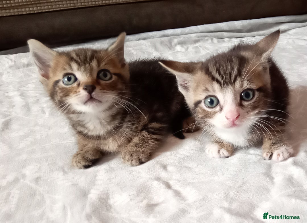Mixed Breed cats for sale: 5 beautiful kittens  - Image 1