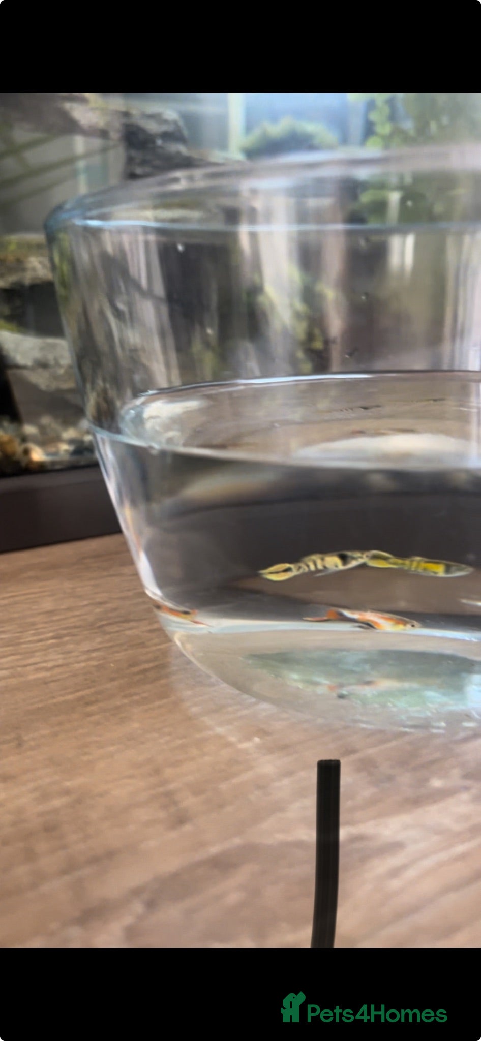 Other/Mixed Breed fish Endler Guppies - Advert 1