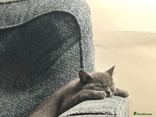 British Shorthair cats Reduced to clear pure BSH blue girl £4500 - Advert 4