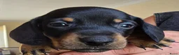 Dachshund dogs for sale: 7 beautiful dachshund puppies  in Deeside - Advert 9