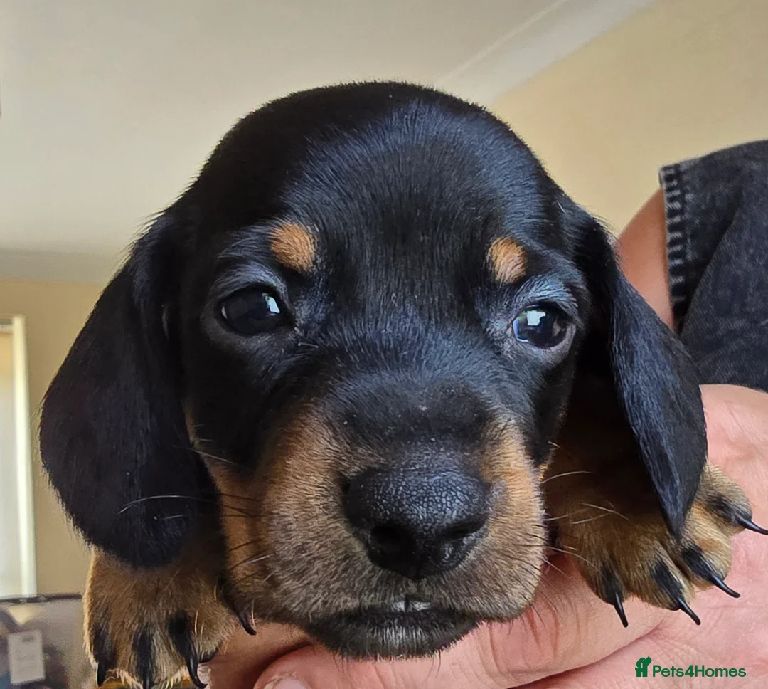 Dachshund dogs for sale: 7 beautiful dachshund puppies  in Deeside - Advert 9