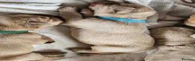 Labrador Retriever 7