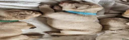 Labrador Retriever dogs for sale: Pedigree Labrador Puppies ready 10th September  - Advert 18