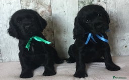 Cocker Spaniel dogs for sale: Well socialised Pedigree Cocker pups - Image 24