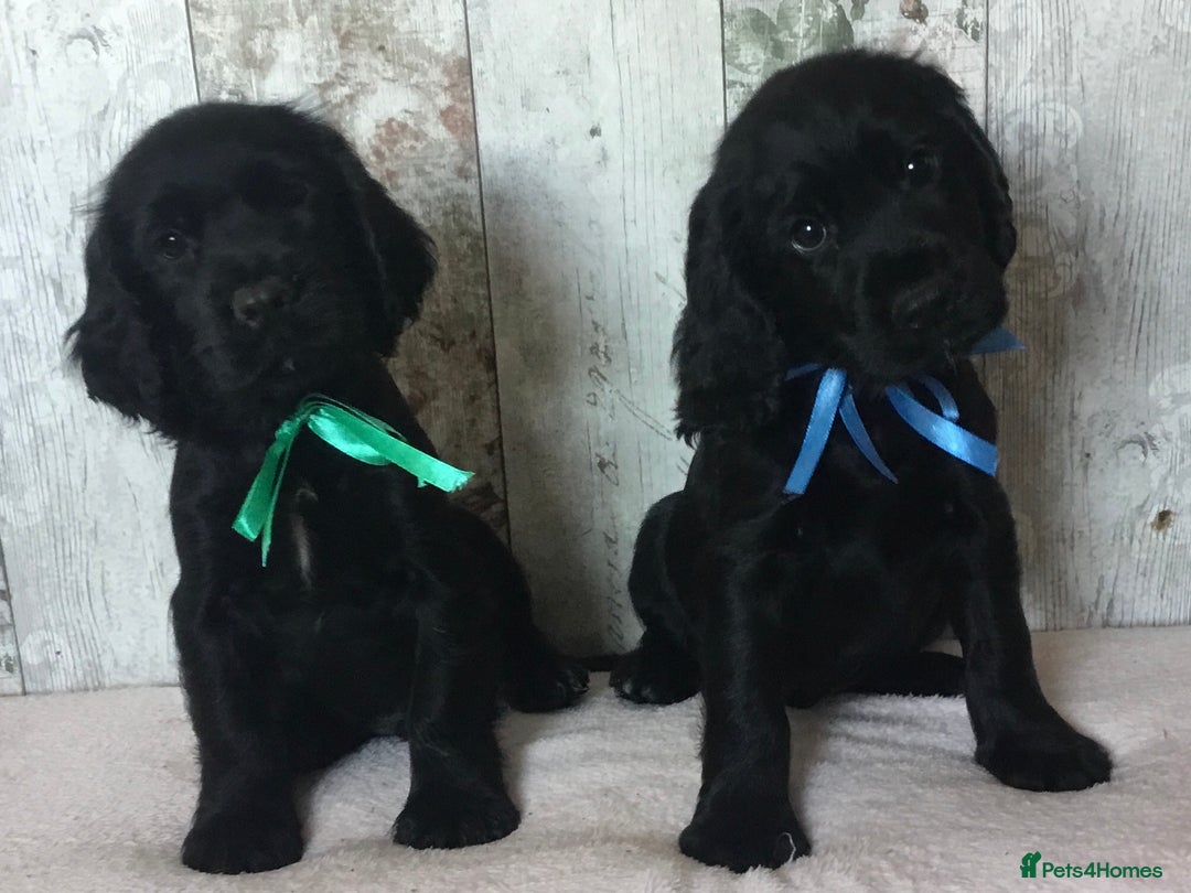 Cocker Spaniel dogs for sale: Well socialised Pedigree Cocker pups - Image 24