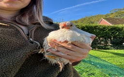 Chickens poultry for sale: Trio of bantams  - Image 8