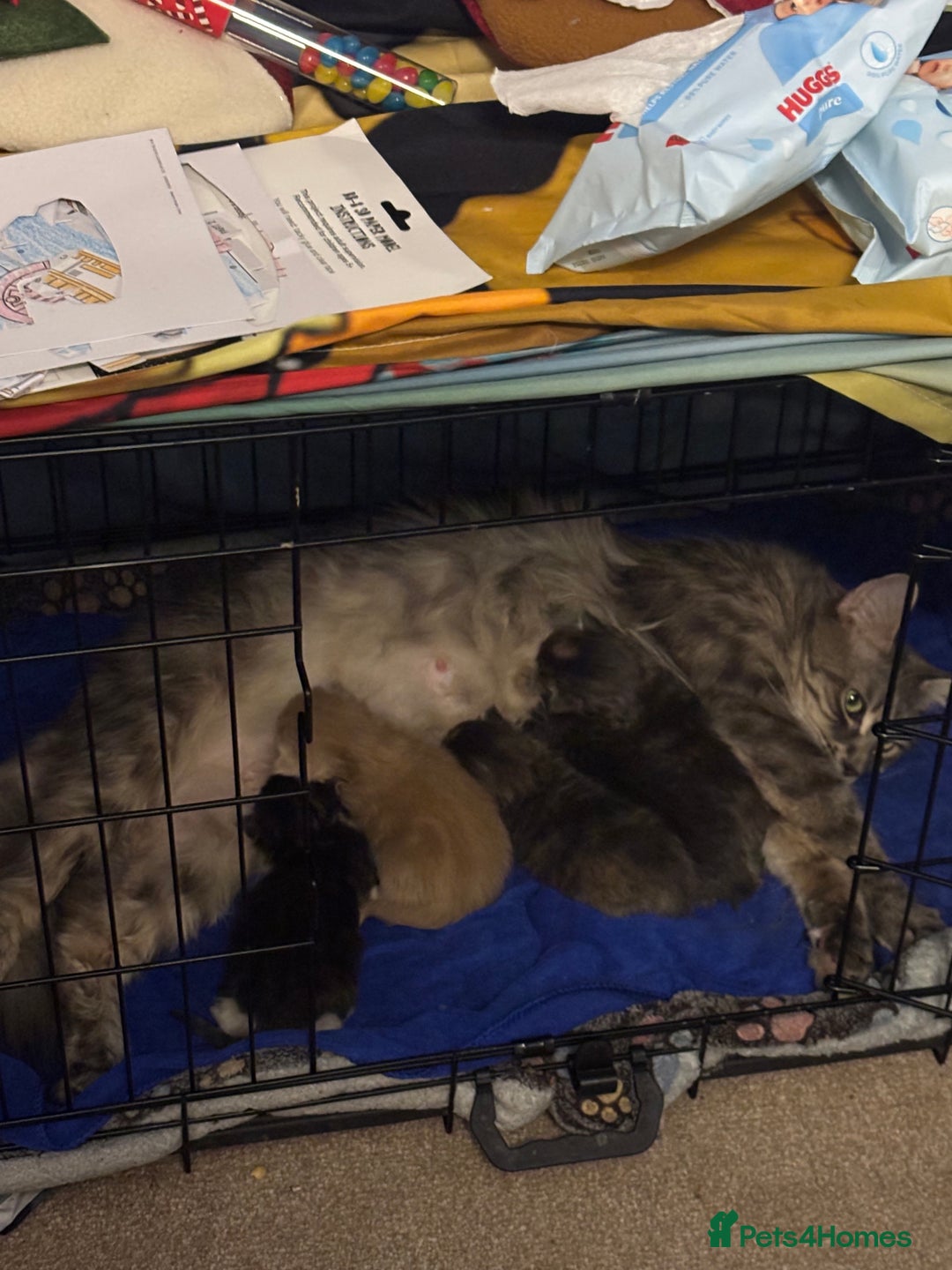 Maine Coon cats for sale: 5 Maine coon babies  - Advert 26