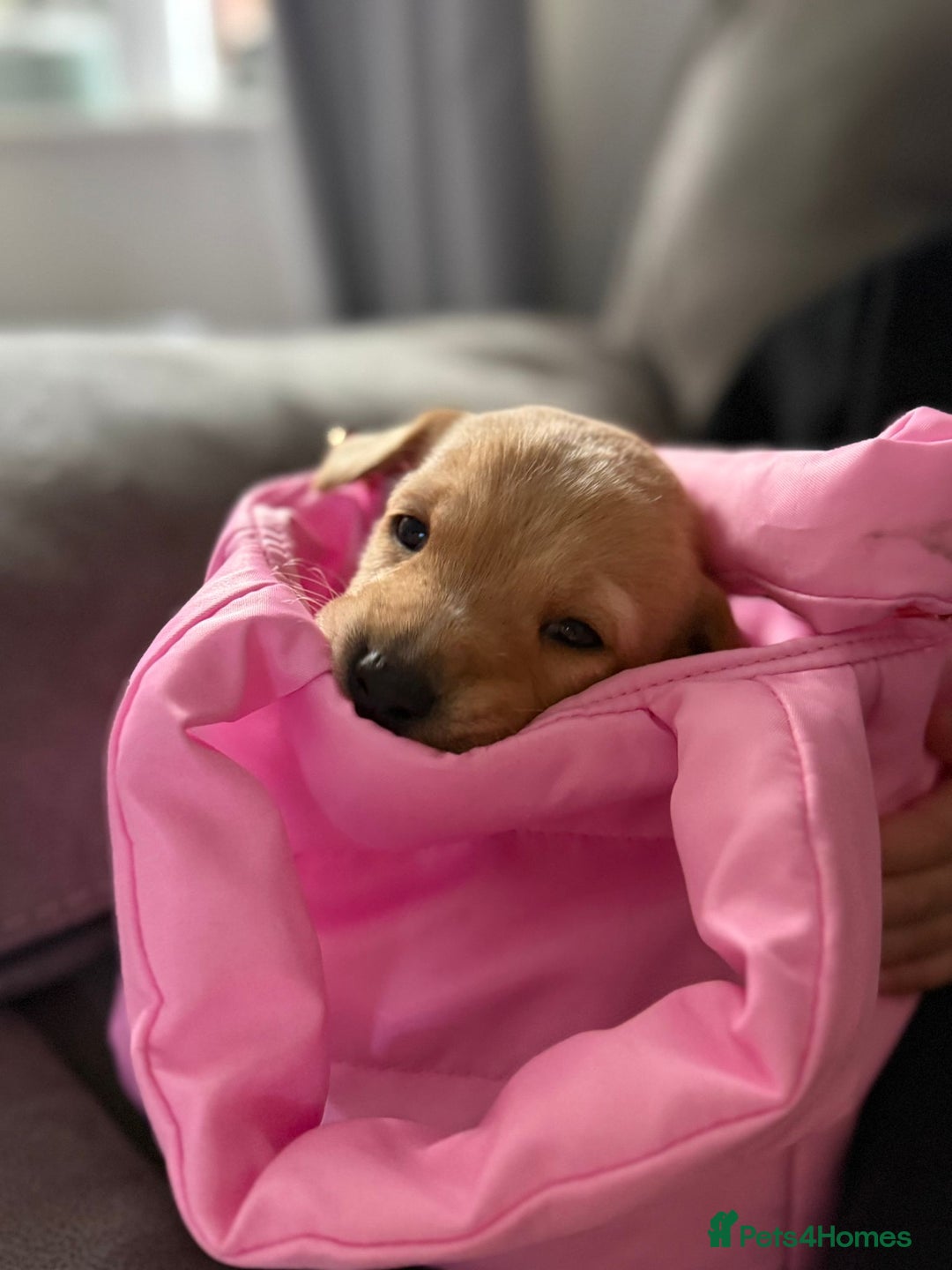 Labrador Retriever dogs for sale: Beautiful boy Labrador retriever  - Advert 13