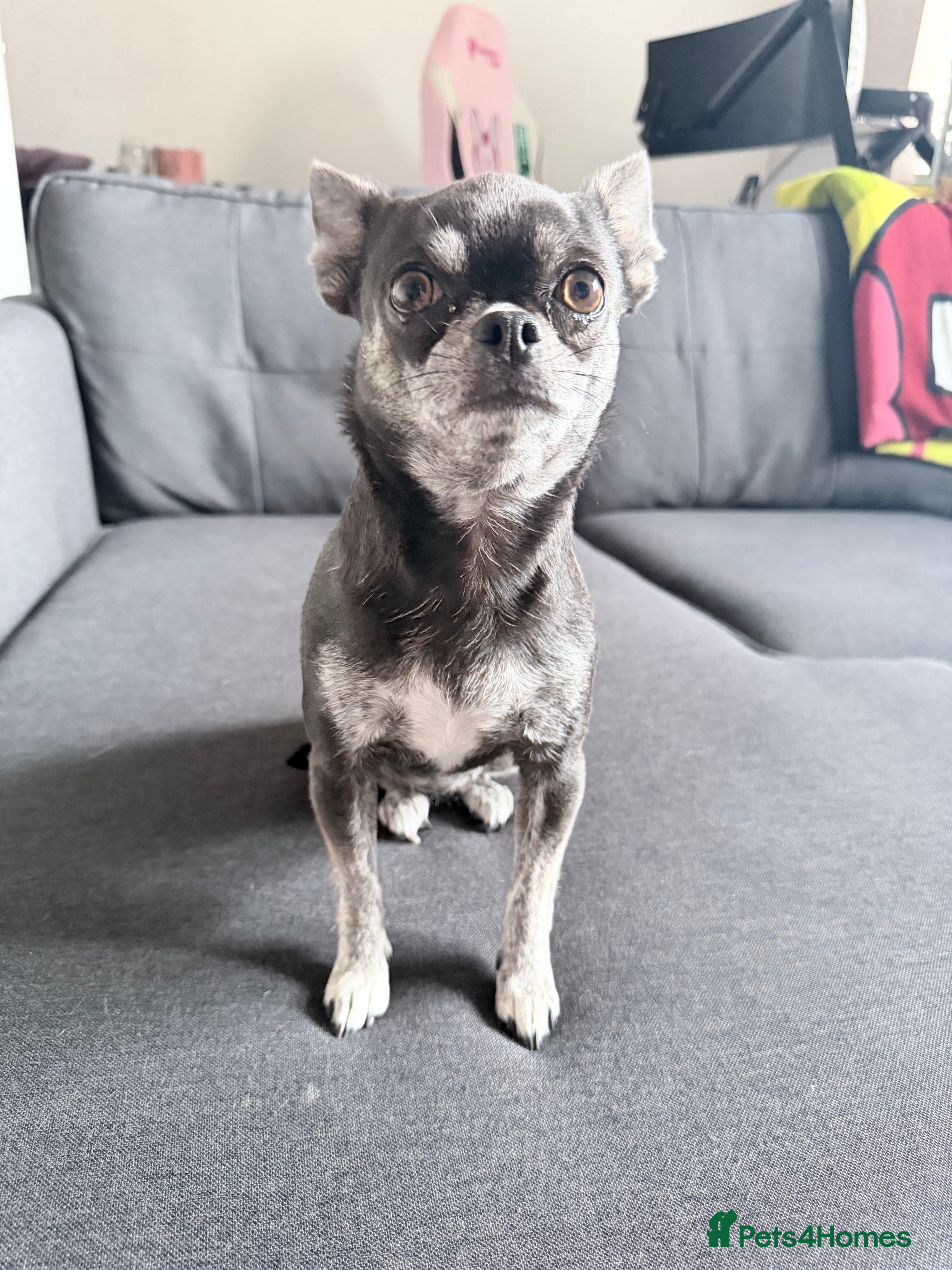 Chihuahua dogs Two chihuahua girls (REHOME ASAP) - Advert 2
