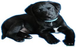 Borador dogs for sale: Black Collie X Labrador Ready to leave 26th Oct - Image 3