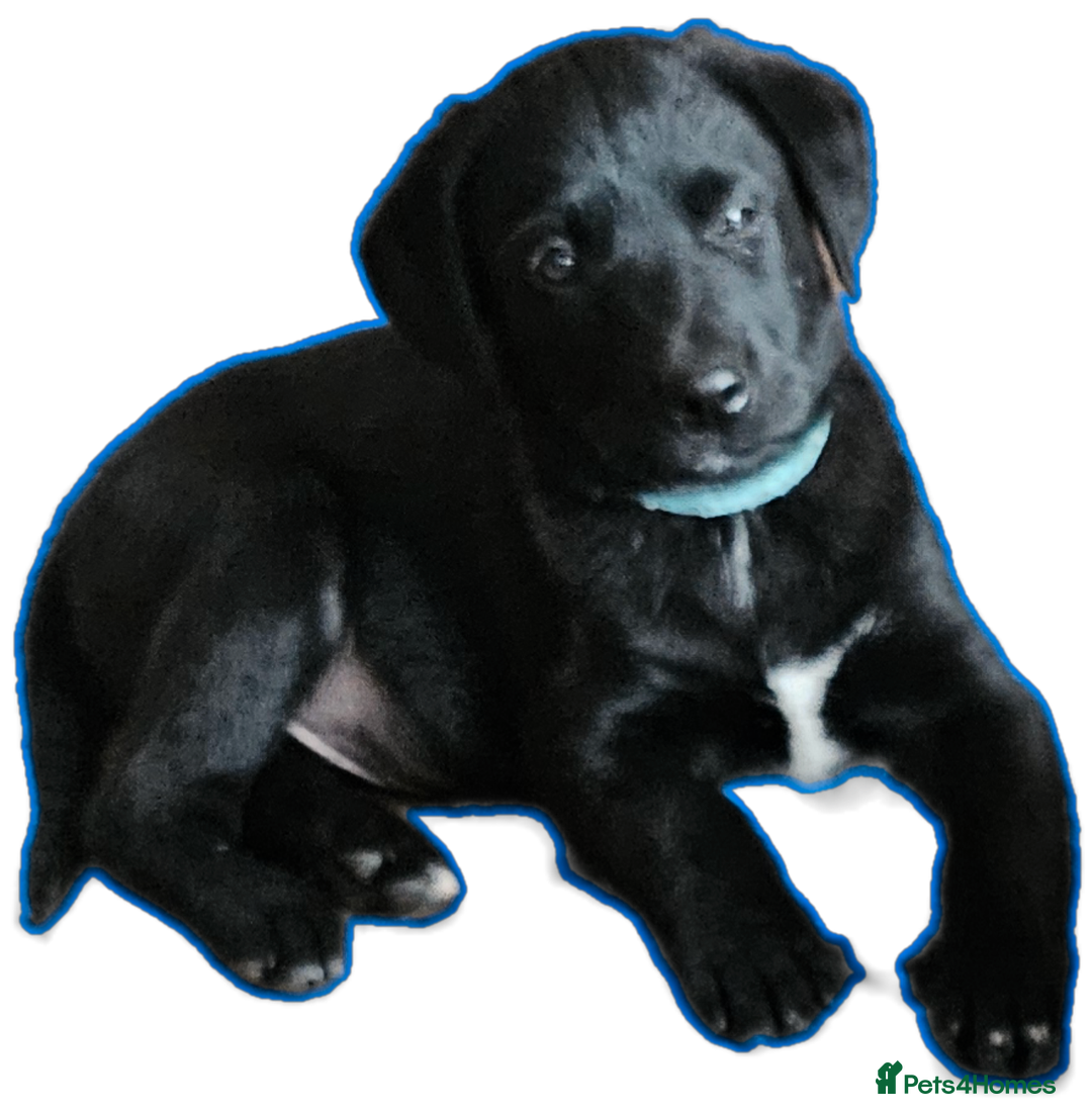 Borador dogs for sale: Black Collie X Labrador Ready to leave 26th Oct - Image 3