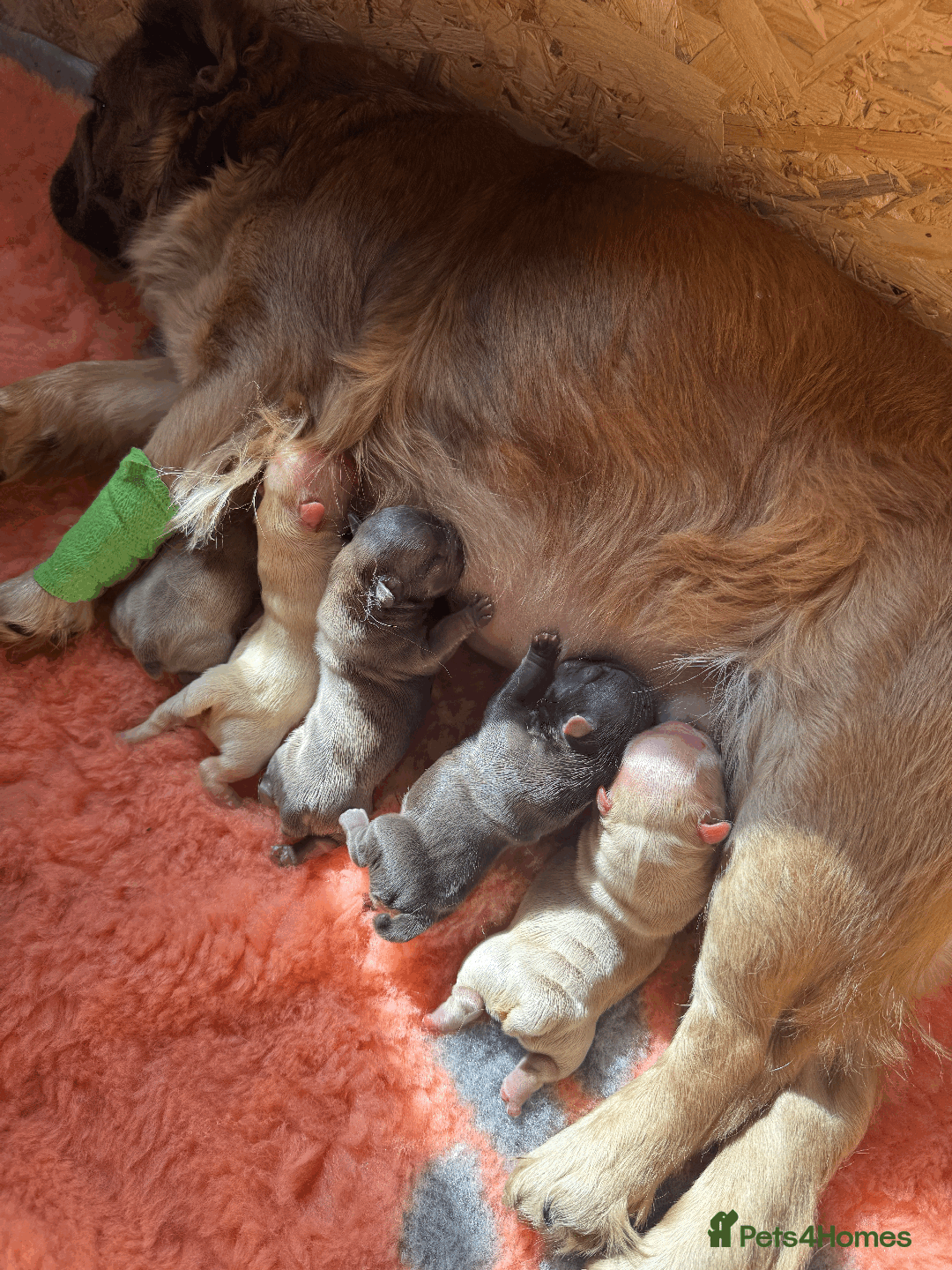 French Bulldog dogs for sale: Exceptional Fluffy French Bulldog Puppies - Image 38