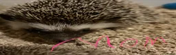 Pygmy Hedgehog rodents for sale: Baby Pygmy Hedgehogs for Sale - Advert 3