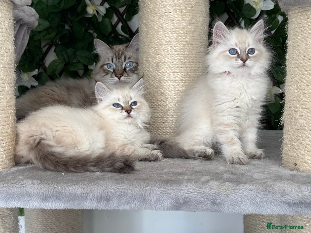 Siberian cats for sale: ✅3 WEEKS OLD BABIES AVAILABLE✅ - Advert 7