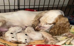 Sprocker dogs for sale: Sproker spaniel make pup - Image 1
