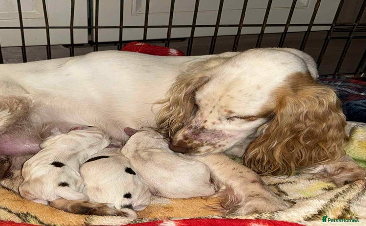 Sprocker dogs - Advert 5