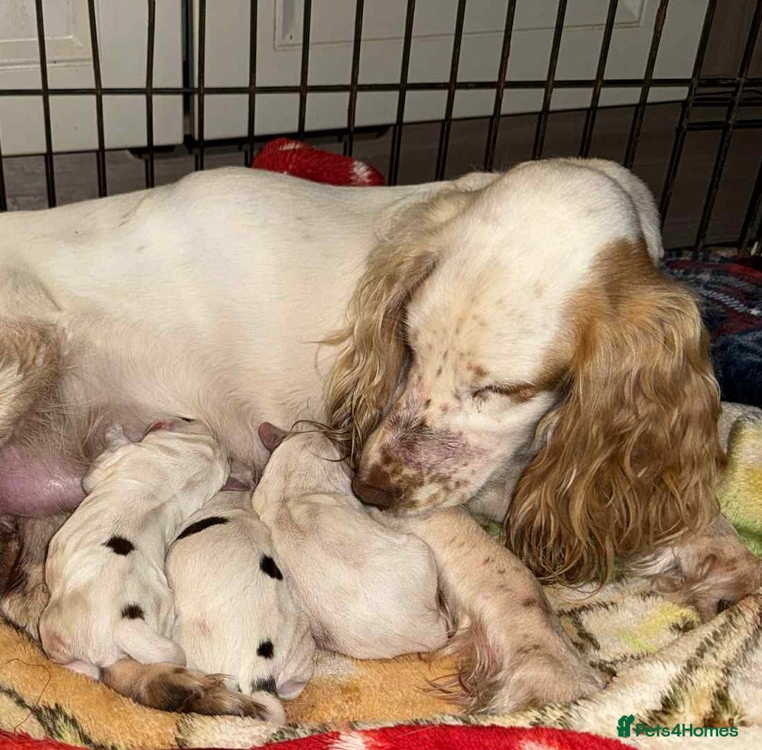 Sprocker dogs for sale: Sproker spaniel make pup - Image 1