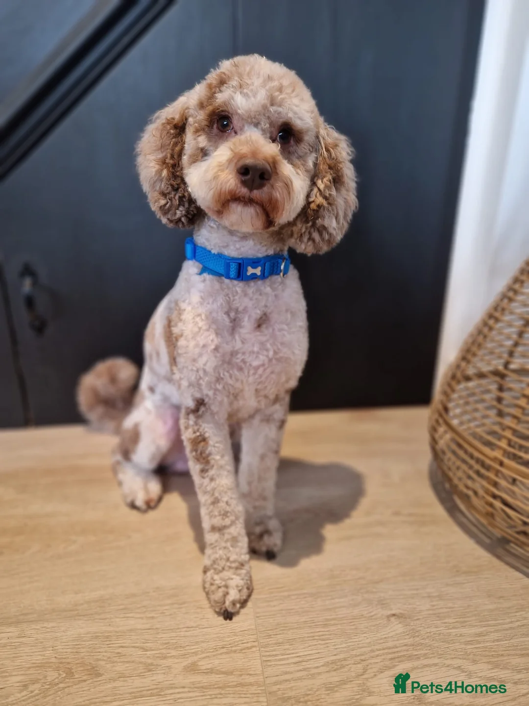 Miniature Poodle dogs for stud: Chocolate Merle Miniature Poodle for stud in Warrington - Advert 35