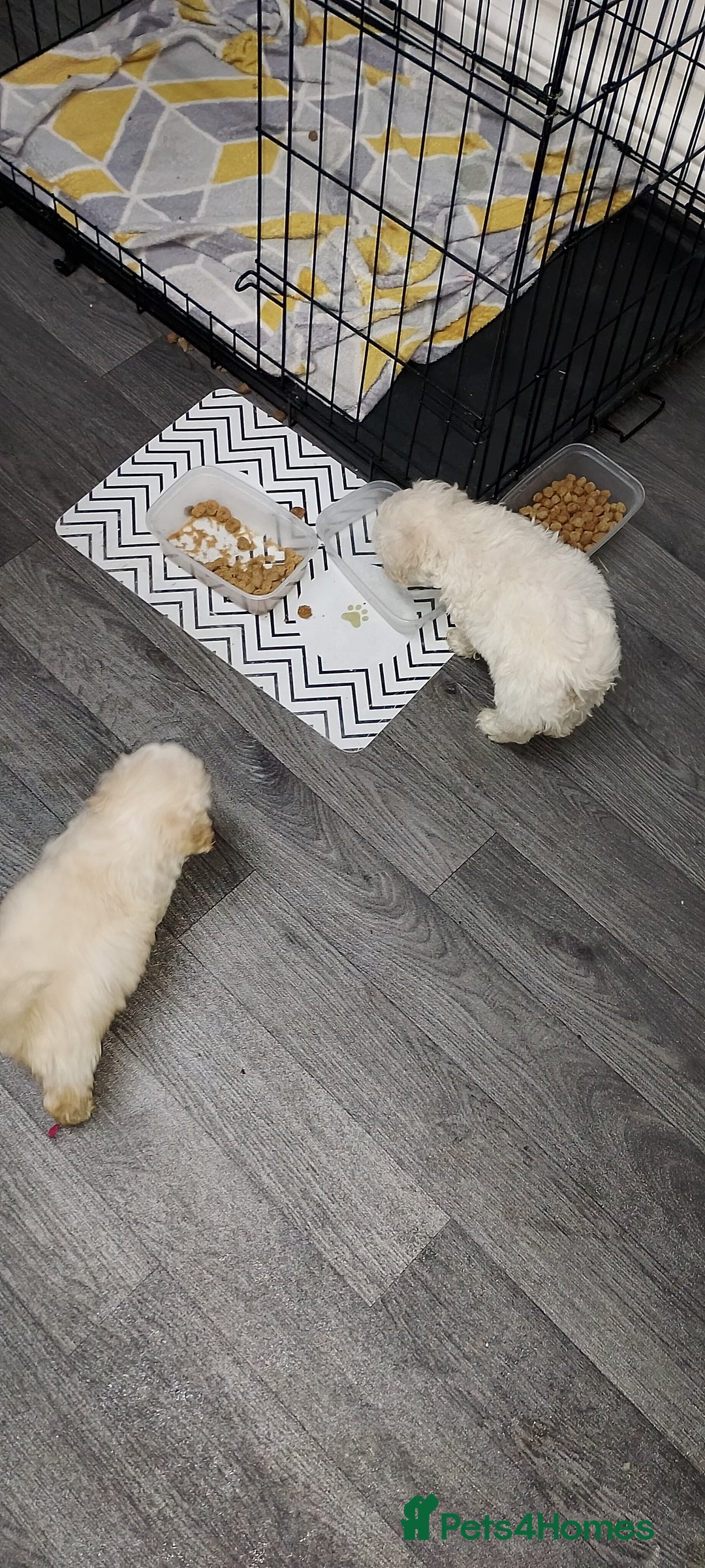 Poochon dogs for sale: Poochon  - Advert 9