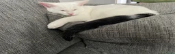 British Shorthair cats for sale: Two male kittens to good home in Leven - Advert 4
