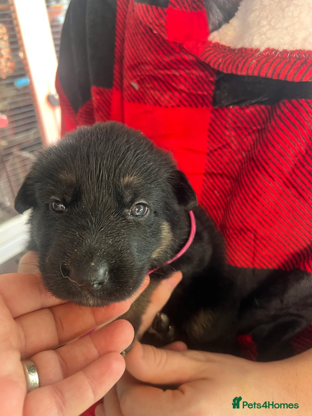 German Shepherd dogs for sale: The most stunning German Shepherd puppies - Advert 21