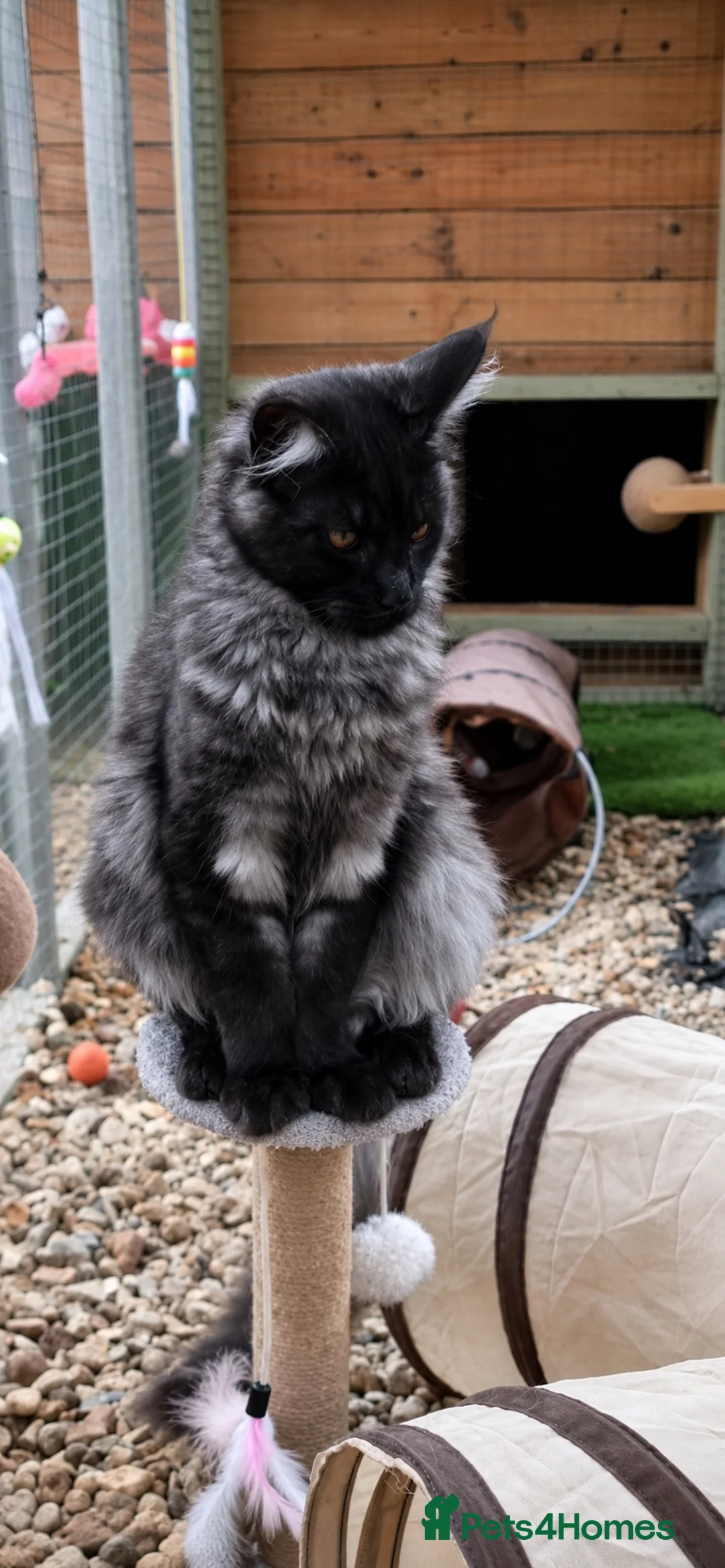 Maine Coon cats for sale: Stunning Gccf reg maine coon kittens  - Advert 26