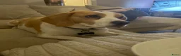 Beagle dogs for stud: Beagle in Redditch - Advert 2