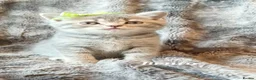 British Shorthair cats for sale: Rose gold British Shorthair  - Advert 8