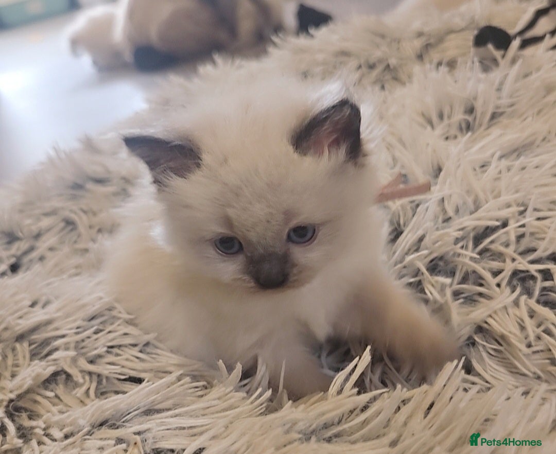 Ragdoll cats for sale: *READY TO LEAVE*beautiful Ragdoll babies for sale  - Image 12