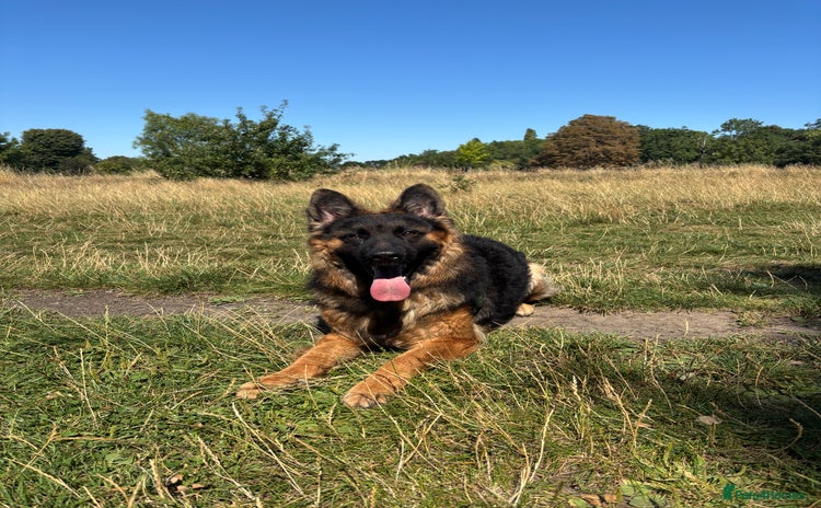 German Shepherd dogs - Advert 10