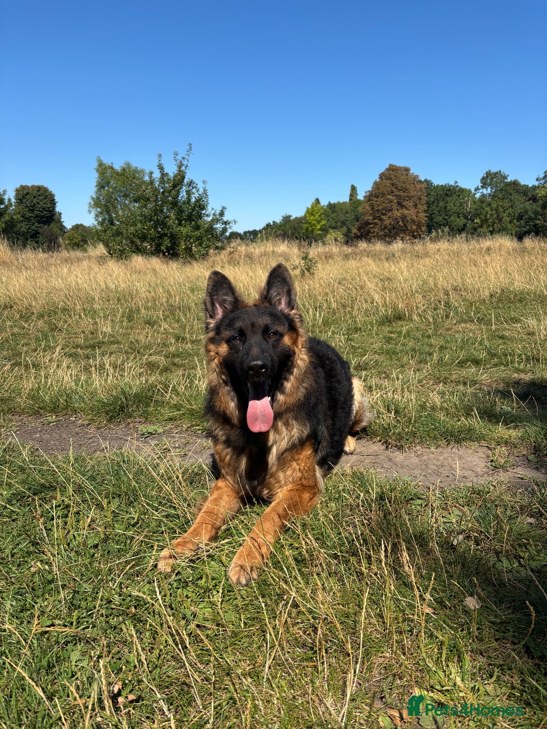German Shepherd dogs for sale: Rehoming 1 Year Old German Shepherd Male - Image 1