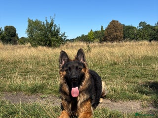 German Shepherd dogs - Advert 17