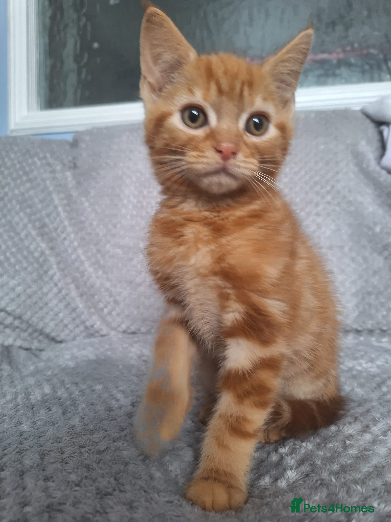 Mixed Breed cats 2 beautiful maincoone cross x mixed breed kittens  - Advert 1