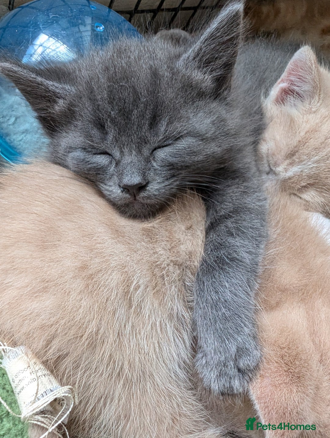 Mixed Breed cats for sale: Ready for Summer Holidays  - Image 8