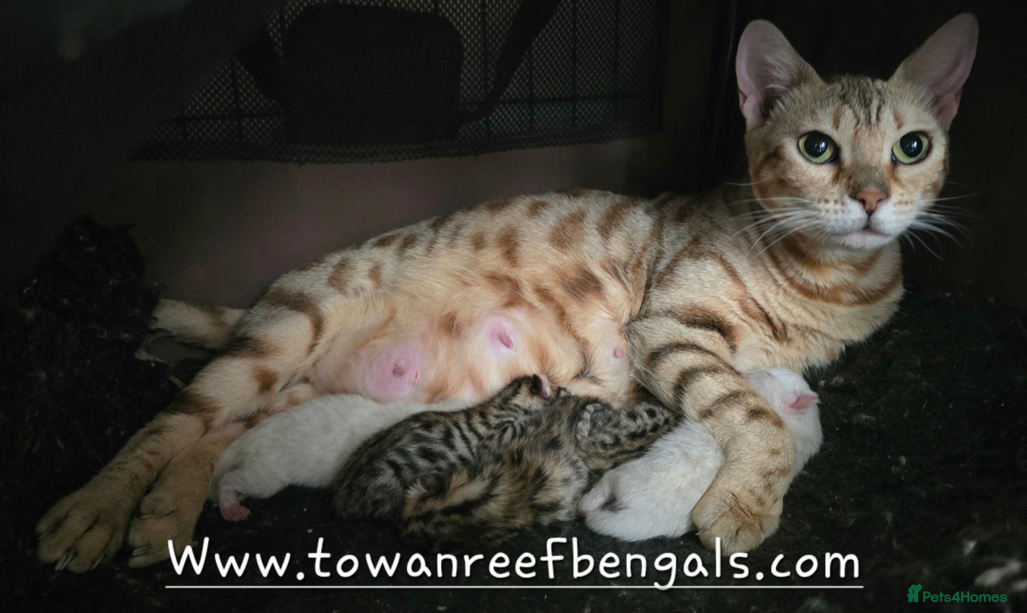 Bengal cats Tica registered bengal kittens - Advert 5
