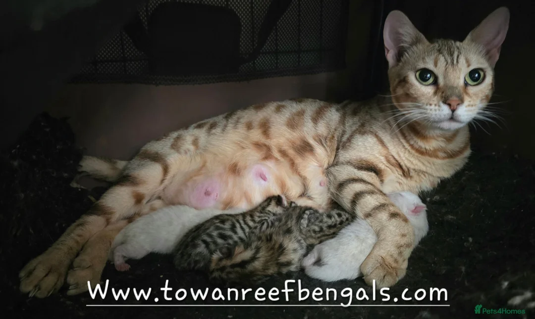 Bengal cats for sale: Tica registered bengal kittens - Advert 1
